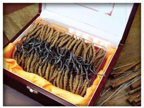 托里冬虫夏草回收